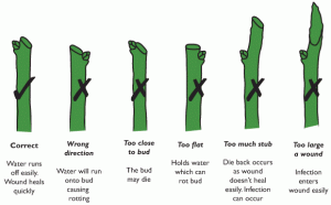 Grape Pruning Diagram